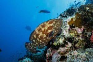 grouper chumphon pinnacle 1024x682