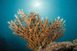 healthy coral koh tao 1024x683