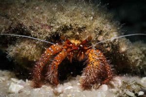hermit crab koh tao 1024x683