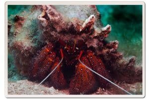 hermit crab koh tao