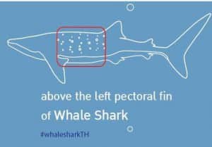 how to id a whaleshark