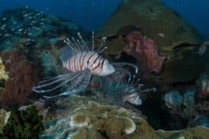 lion fish at chumphon