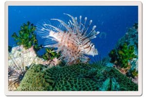 lion fish chumphon pinnacle koh tao