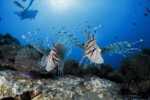 lionfish at chumphon pinnacle