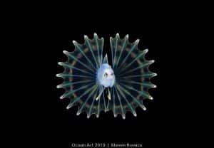 lionfish blackwater