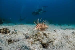 lionfsh twins koh tao 1024x682