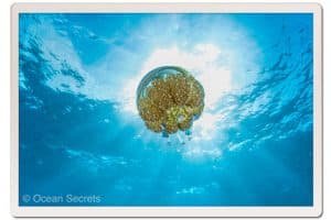 lions mane jellyfish white rock koh tao