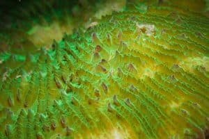macro coral glowing green
