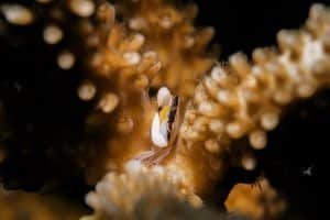 macro shot crab