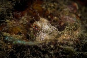 macro shot hiding fish 1024x683