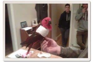 master divers life david howlett eclectus