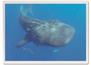 master divers life matthew lyne whaleshark