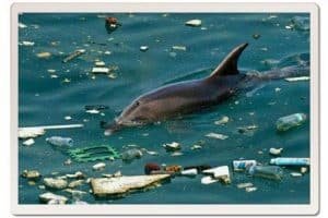 master divers life rianne poesse dolphin