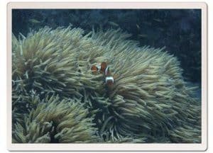 master divers life vanessa witt anemone