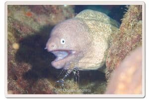 moray eel cleaner shrimp