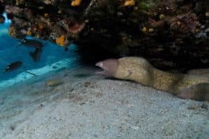 moray eel hiding under a ledge