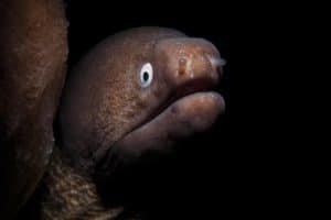moray eel koh tao