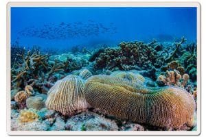 mushroom coral koh tao