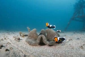 nemo family koh tao 1024x683