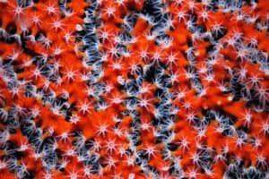 orange coral with white polyps blue background macro