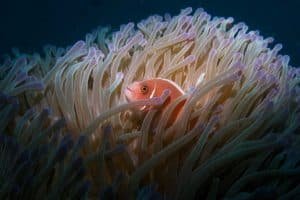 pink anemone fish japanese gardens 1024x683