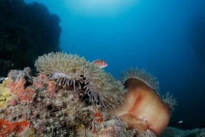 pink anemone fish koh tao