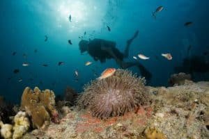 pink anemone with diver in the background 1024x683