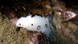 polka dot nudi white rock 1024x575