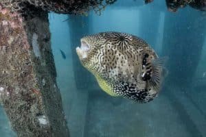 puffer fish artificial reef