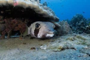 puffer fish hiding