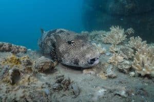 pufferfish koh tao