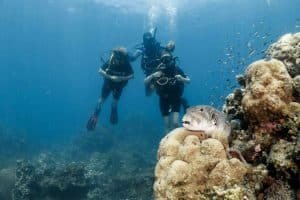 pufferfish with divers in the background