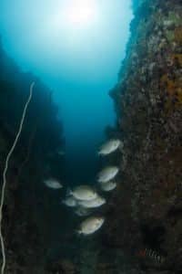 rabbit fish pottery 683x1024