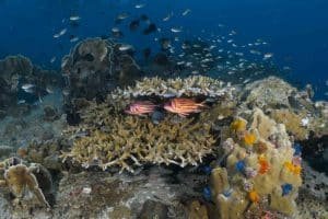 red and white striped fish hiding 1024x682