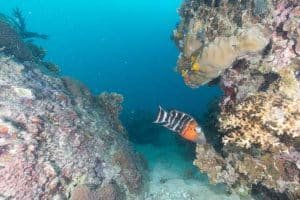 red breasted wrasse koh tao