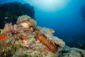 reef scene twins koh tao