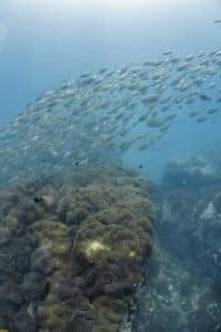 school of fish curve 683x1024