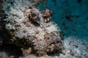 scorpion fish koh tao