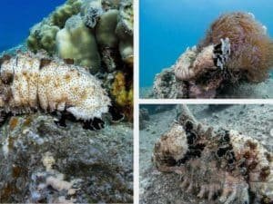 sea cucumber collage 1