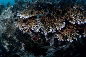 sea snake green rock koh tao