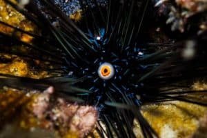 sea urchin makro shot