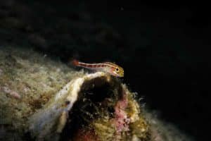 small colorful fish black background