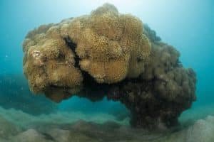 soft coral head koh tao