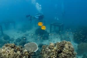 two divers with butterfly fish
