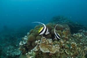 two longfin bannerfish koh tao