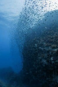 vertical shot reef with schoal of fish