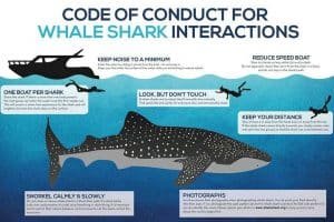 whale shark code of conduct