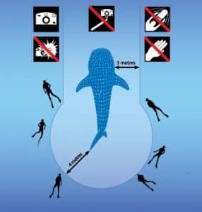 whale shark zones