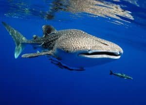 whaleshark