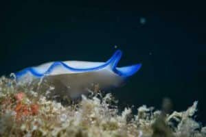 white and blue nudibranch with black background